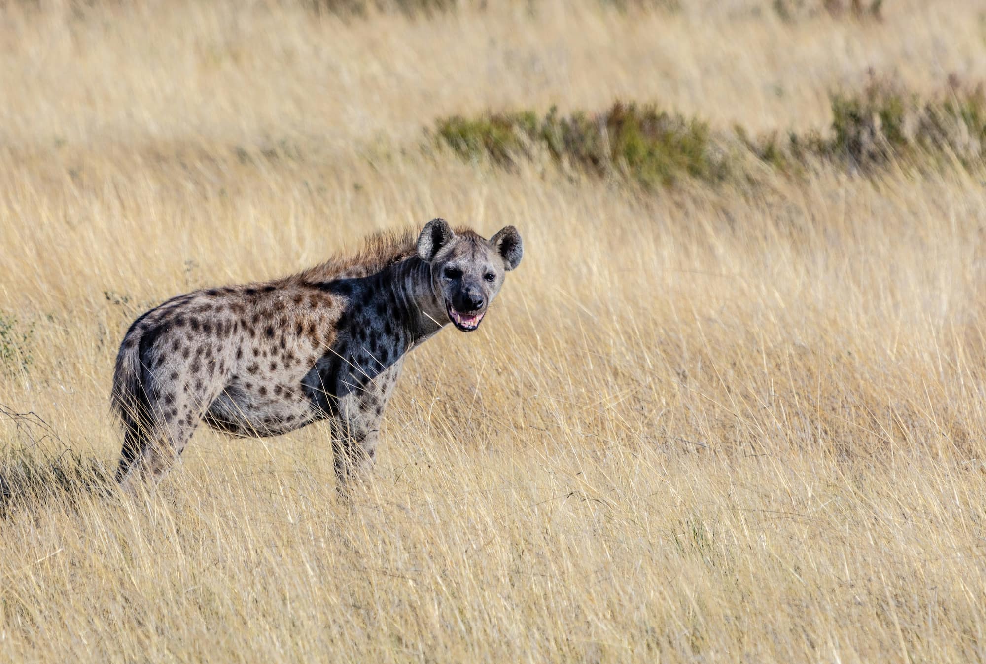Spotted Hyenas: Females with a “penis”
