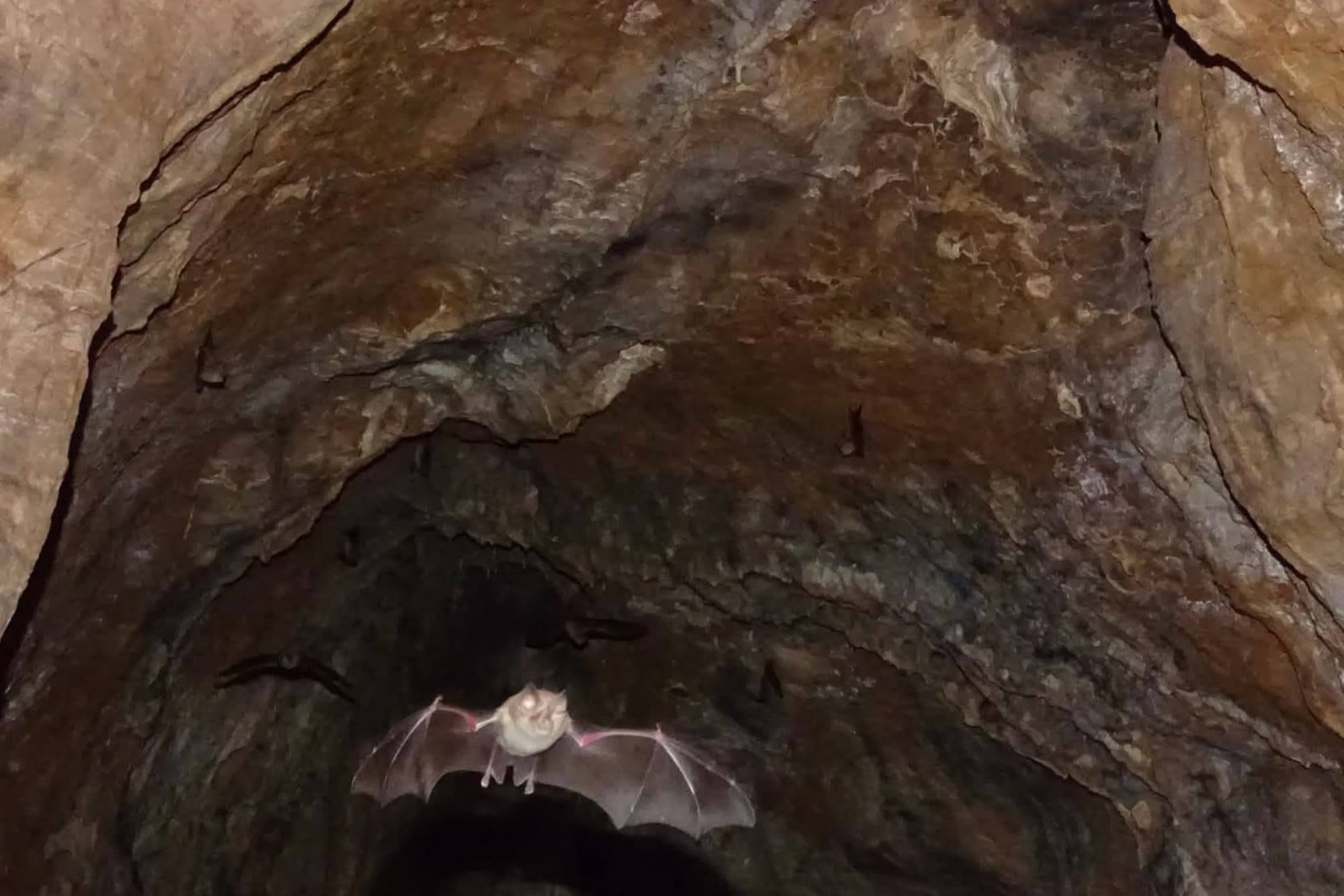 Bat Walk at Sani Wetlands 3