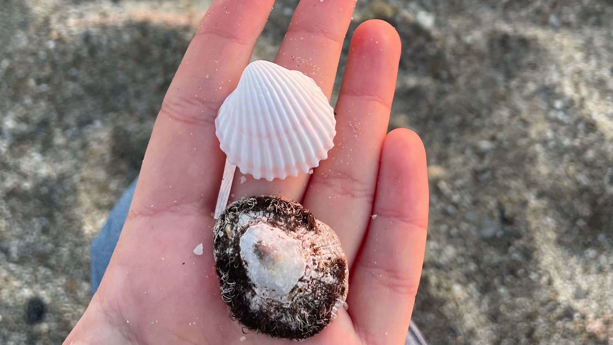 Shells on hand.jpg