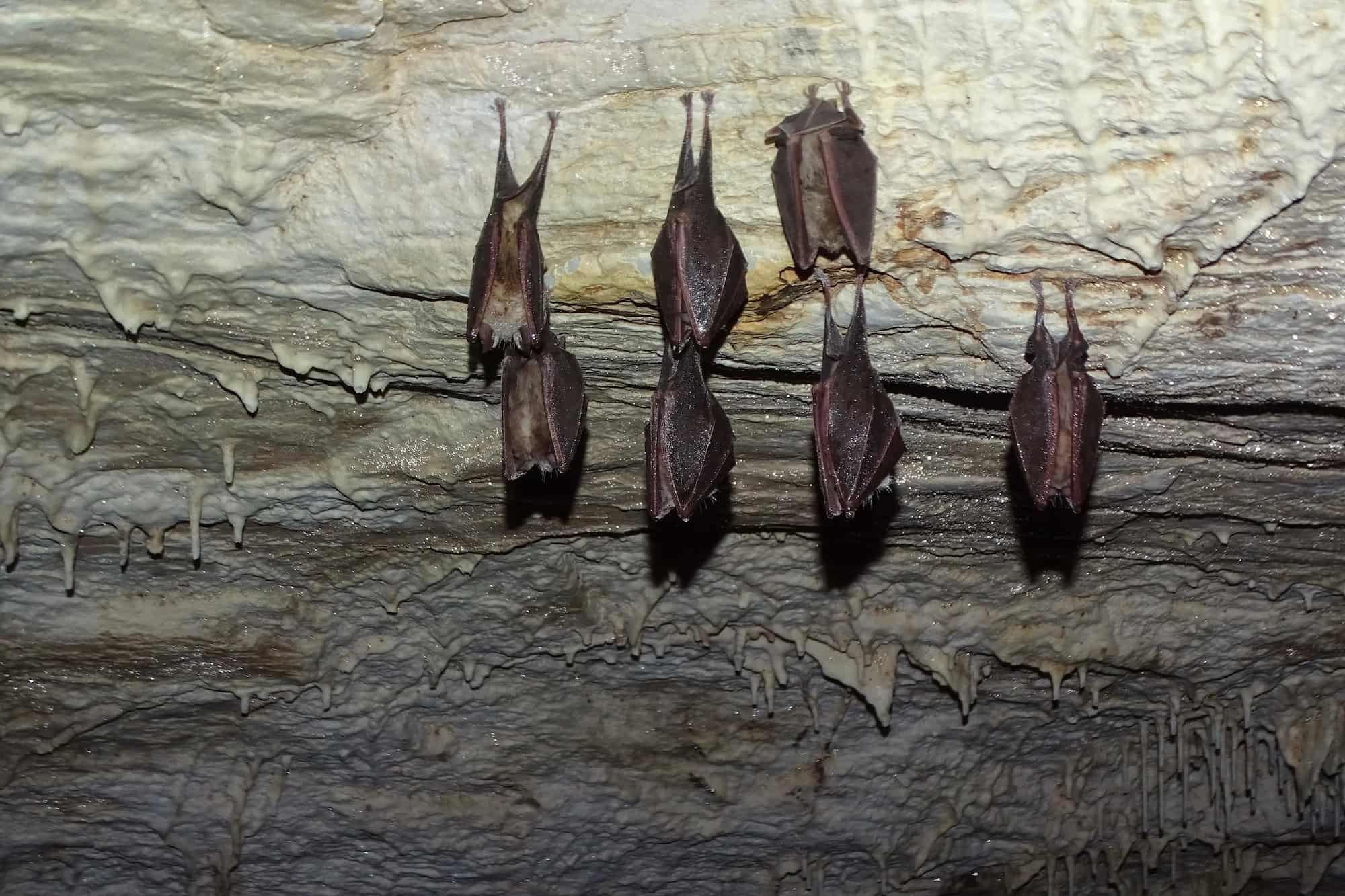 Bat Walk at Sani Wetlands 5