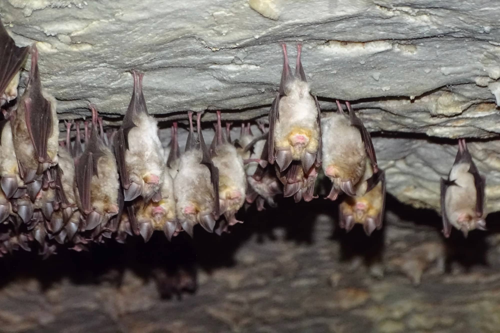 Bat Walk at Sani Wetlands 1