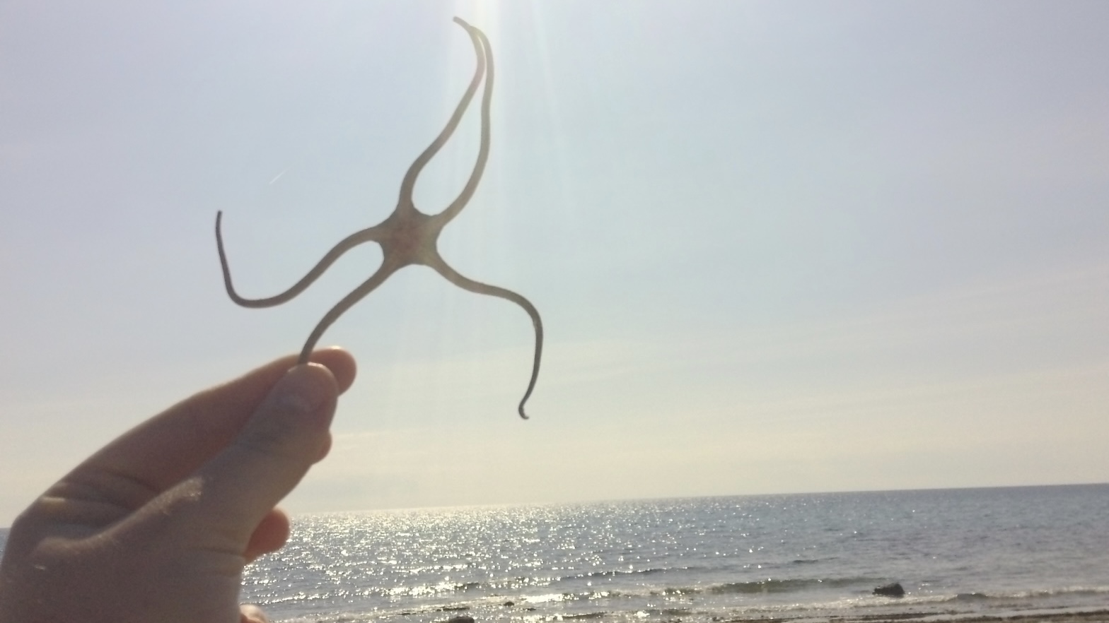 Starfish.jpg